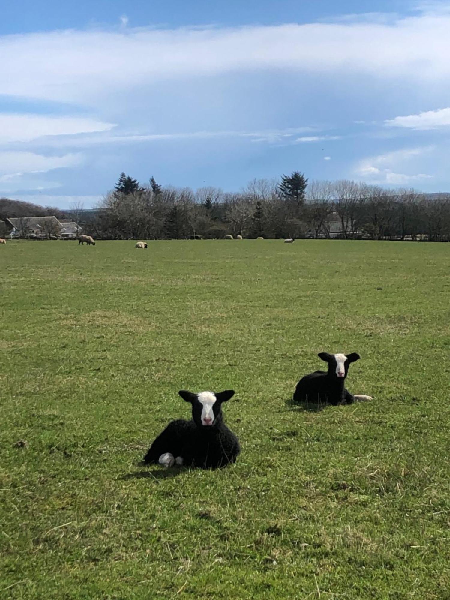 Caithness View Luxury Farm Lodges And Bbq Huts Wick  Eksteriør bilde